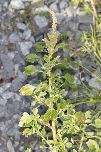 Amaranthus blitum  #1